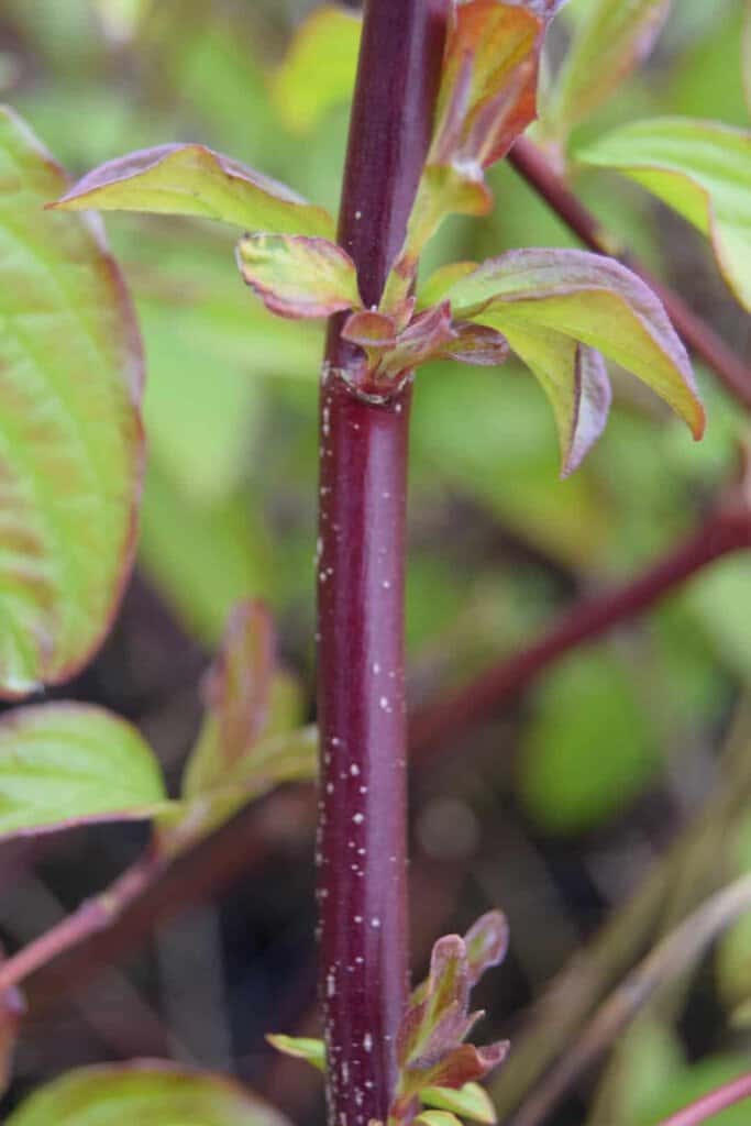 Cornus sanguinea 60-80 cm